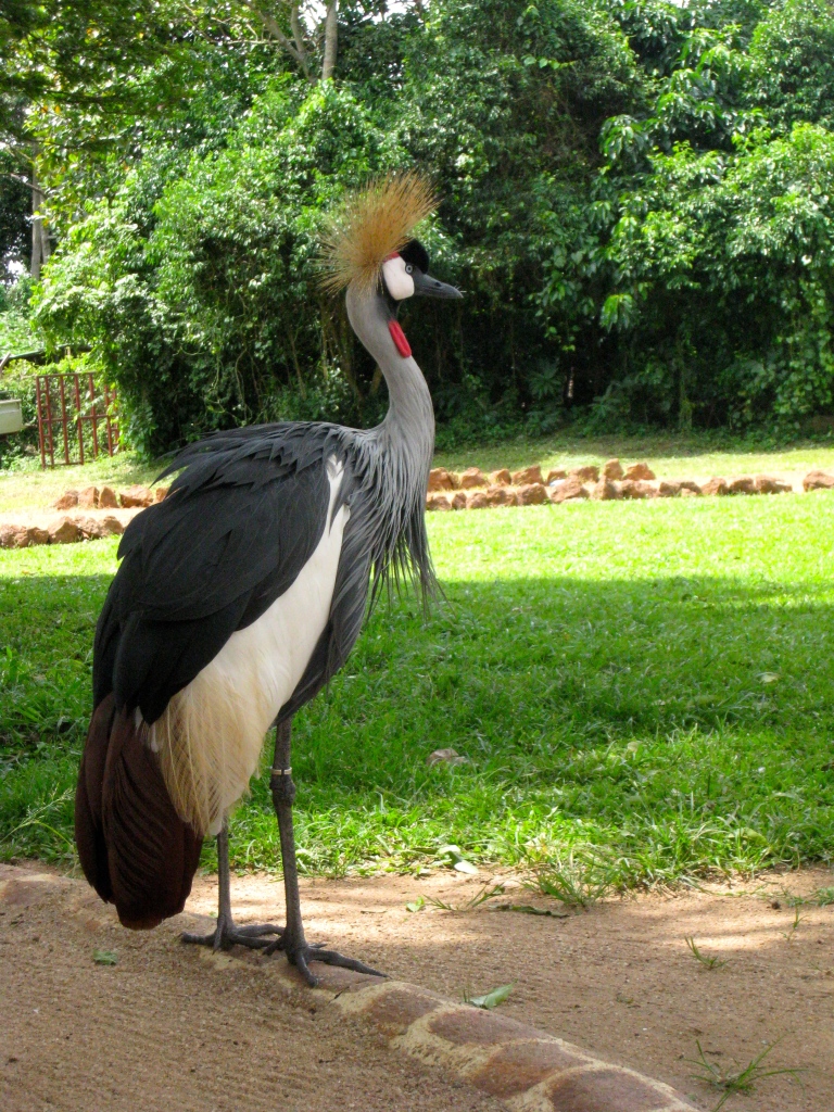 Ugandan Crane
